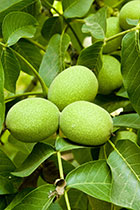 walnuts during development