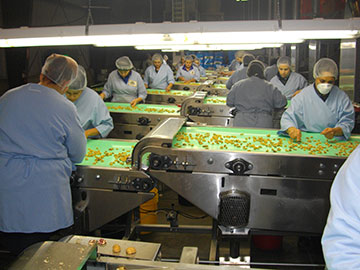 Employees sorting walnuts