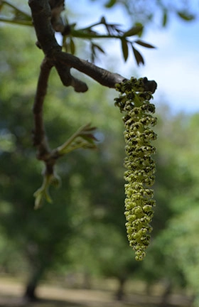 Catkin on a branch.