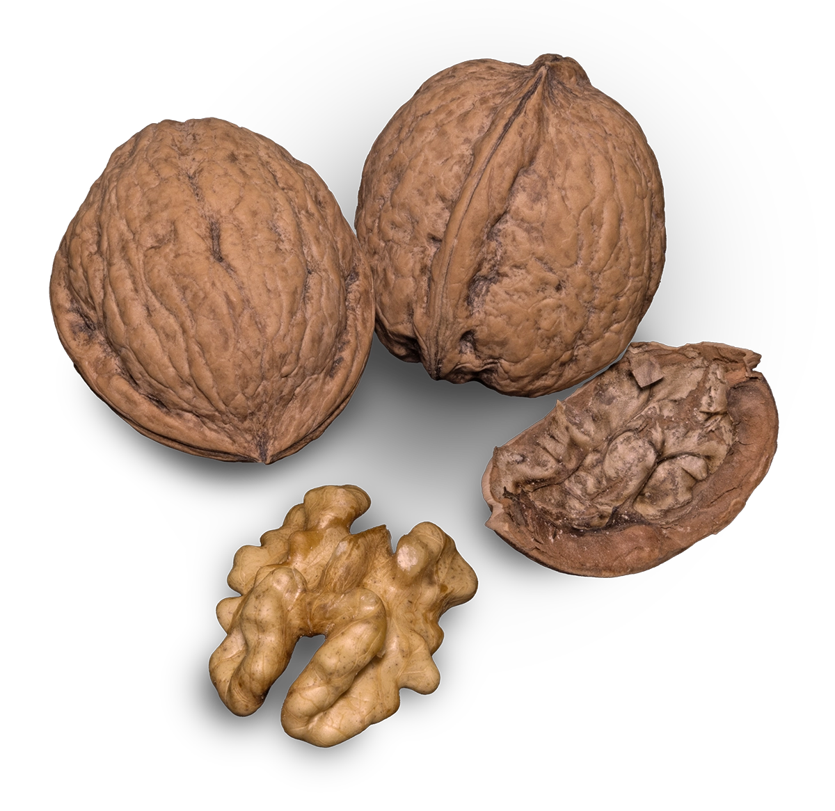 Tulare walnut with shadow