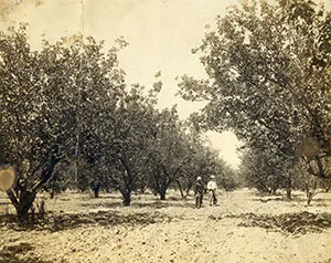 Early days of orchard