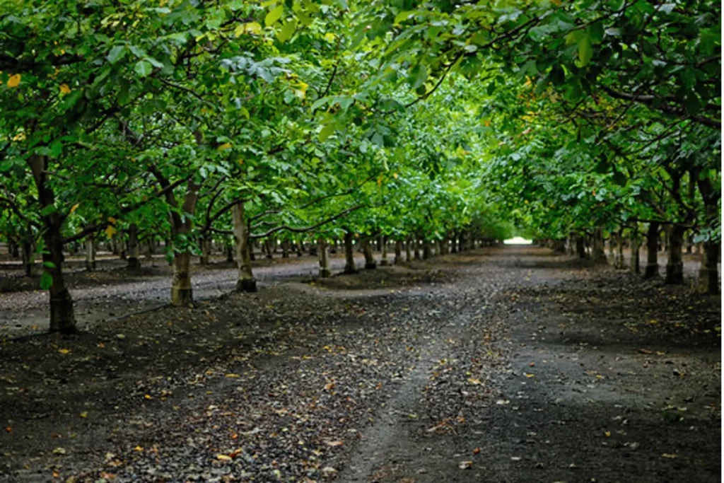 Orchard of walnut trees