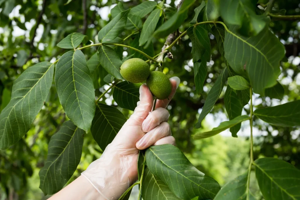 Walnut on branch inspection